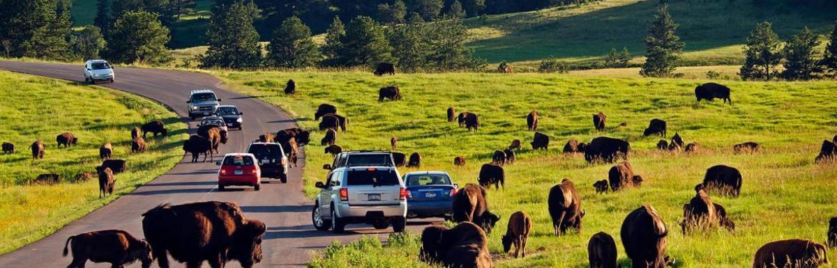 Buffalo-at-Custer-State-Park
