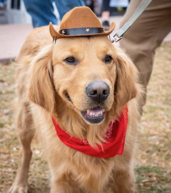 A golden retriever wearing a cowboy hat and bandana
