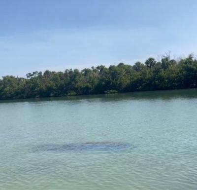 Manatee from a distance, seen on a SUP Englewood paddling tour.