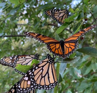 Monarchs - Photo by Kim Conrow