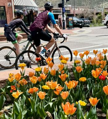 Orange tulips blooming in downtown Golden CO and two cyclists biking by on Washington Ave. on a spring day