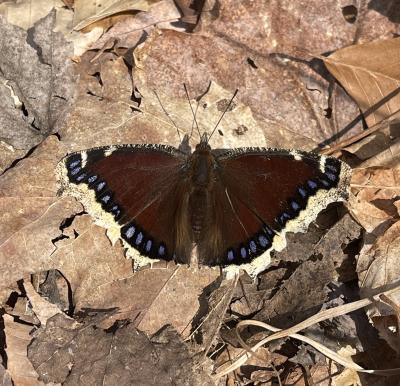 Mourning Cloak Butterfly