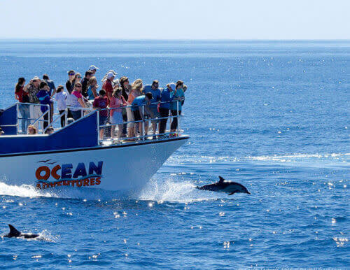 Whale Watching Dolphin Ship