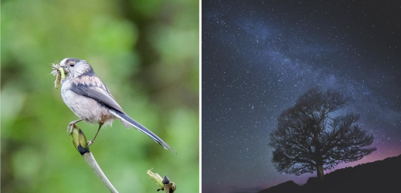 Night skies & bird watching
