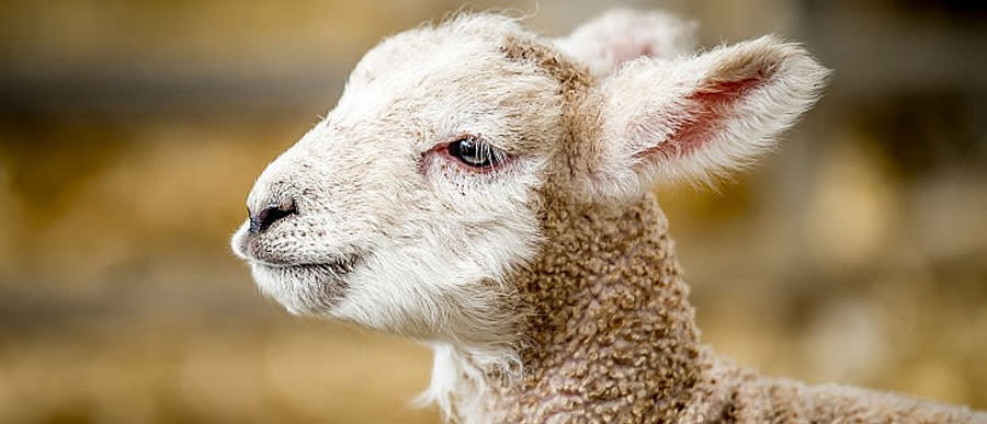 Cotswold Farm Park's Spring Festival