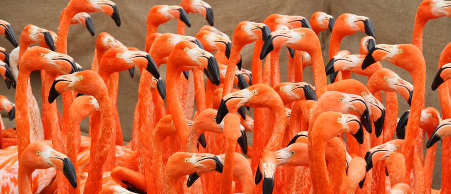 WWT Slimbridge - Mother's Day afternoon tea