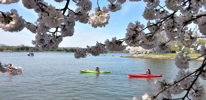 Cherry Blossom Kayak
