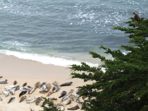 Harbor Seals at Fitzgerald Marine Reserve