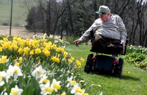 Joe Hamm's Daffodil Hortus
