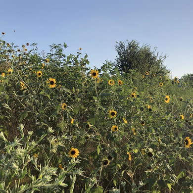 Flowers at Beaver's Bend