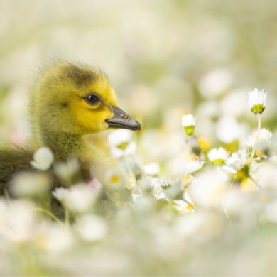 Gosling in daisies. Credit WWT and Ben Andrews