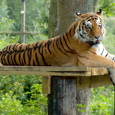 A tiger laying on a wooden bench.