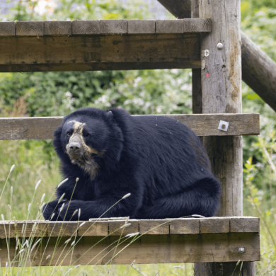 An Andean bear sitting on a wooden platform at Knowsley Safari