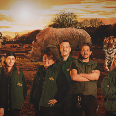 A photo of staff at Knowsley Safari lined up with a animals superimposed in the background.