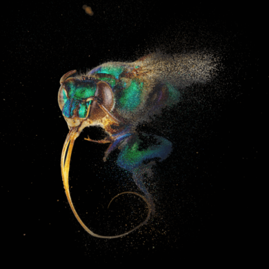 A close up image of a bee.