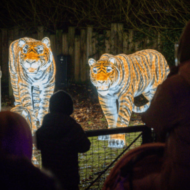 Two light installations of tigers glowing in the dark.