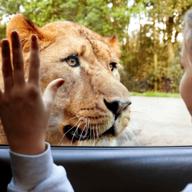 A lion at Knowsley Safari looking through a car window with a child looking through the glass from the other side.