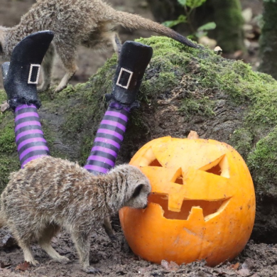 Two meerkats explore a Halloween display in an outdoor enclosure. One meerkat stands beside a carved pumpkin while another balances on a moss-covered log decorated with striped witch’s legs and black boots, creating a playful seasonal scene.