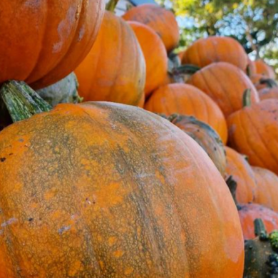 Orange pumpkins stacked up