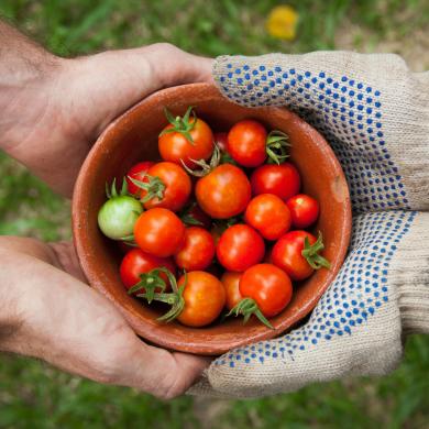 A bowl of tomatoes is handed from one pair of hands to another