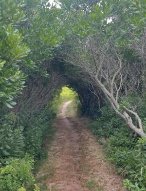 Block Island Trail