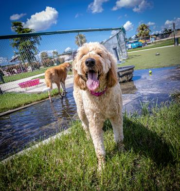 Happy hound at Hounds on Henry Street Dog Park in Punta Gorda, Florida