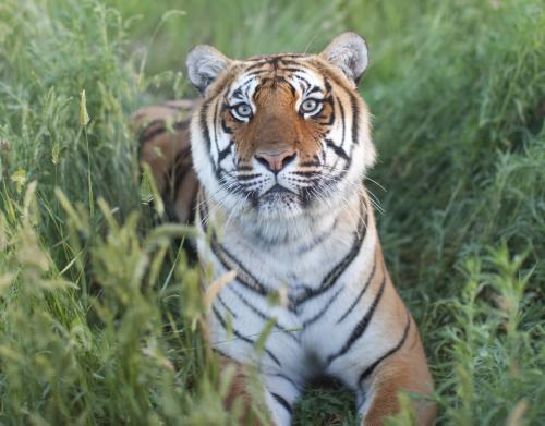 A tiger in the grass at the Wild Animal Sanctuary near Denver, Colorado