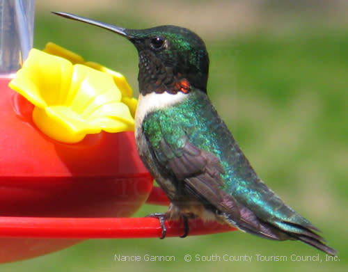 Hummingbird