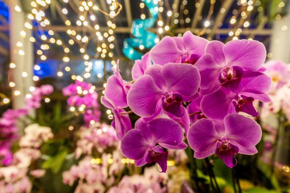 Buffalo and Erie County Botanical Gardens Orchid Fest Buffalo and Erie County Botanical Gardens Orchid Fest