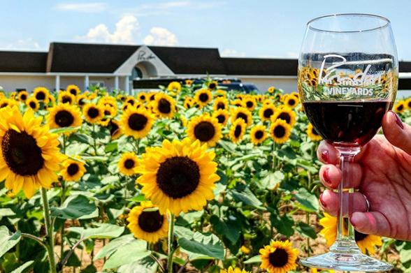 Pindar Winery Sunflowers Field of sunflowers and a hand holding a glass of wine