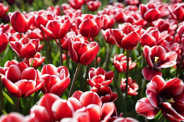 A field of pink tulips in bloom at Albany Tulip Festival