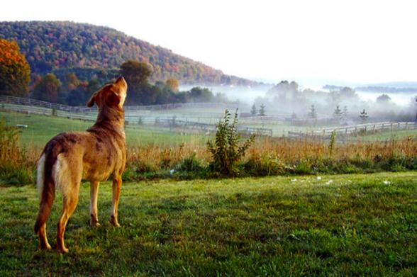 10 Best Pet-Friendly Vacations in the USA for Furry Friends