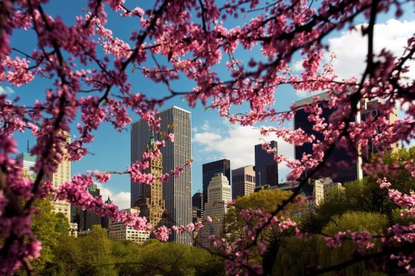 Cherry Blossom Trees in Central Park