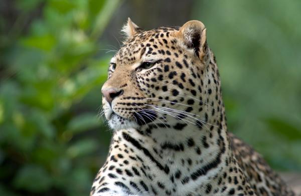 Cheetah at Columbus Zoo