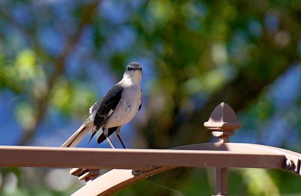 Bird Watching 1