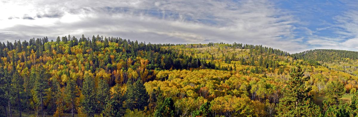 Panoramic view of a lush forest in autumn. Trees display vibrant yellow, green, and orange leaves. A cloudy blue sky adds contrast, evoking tranquility.