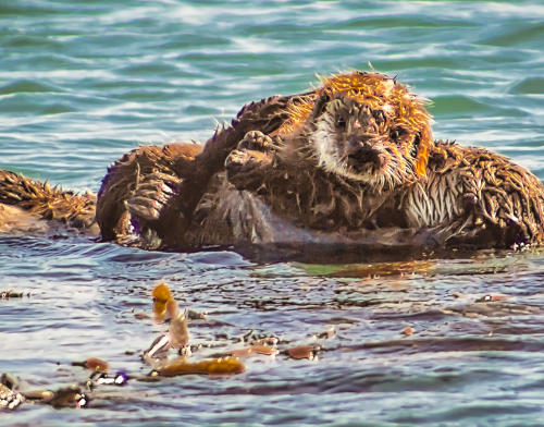 You “Otter” Visit Morro Bay NOW to Witness Newborn Sea Otter Pup ...