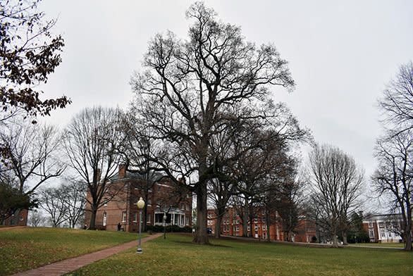 A descendant of Maryland’s original Liberty Tree standing on the campus of St. John’s College in Annapolis, symbolizing the roots of American independence.If you want a slightly more evocative or heritage-forward version (still accessible), here’s an alternate alt text option:The Maryland Liberty Tree descendant at St. John’s College, a living symbol of Revolutionary-era patriot gatherings and American freedom.