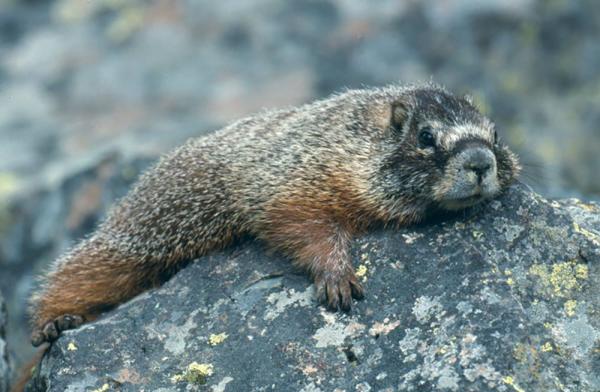 marmot national park