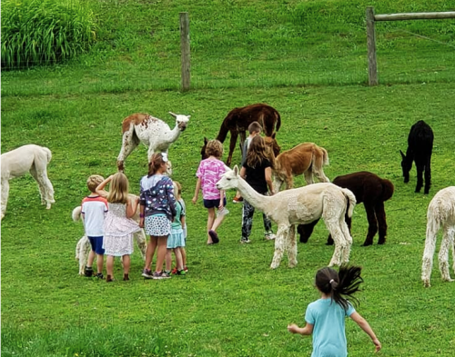Country Vale Alpaca Kids
