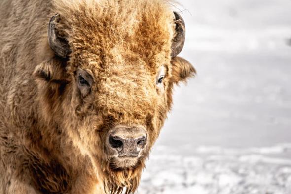 Bison View Cabins