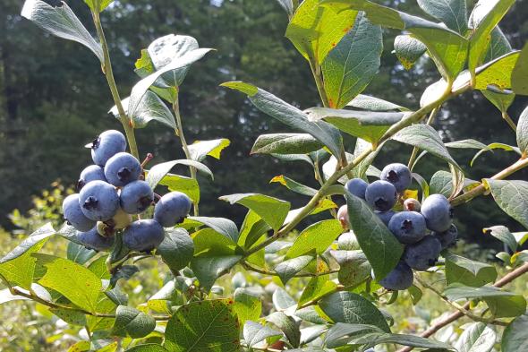 Parkland Berry Farm