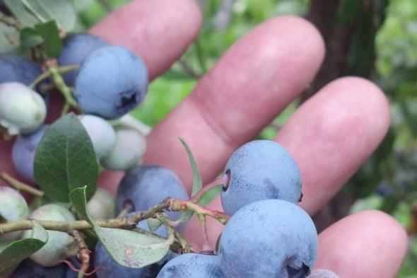 Parkland Berry Farm