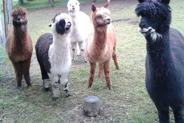 Stoney Acres Alpacas