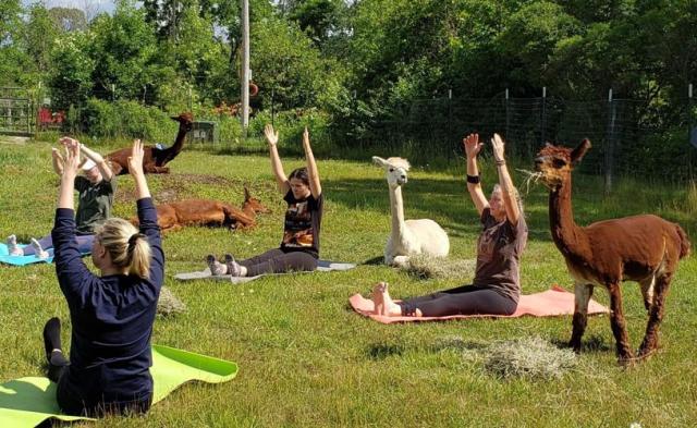 Eco-Justice Center Yoga with Alpacas