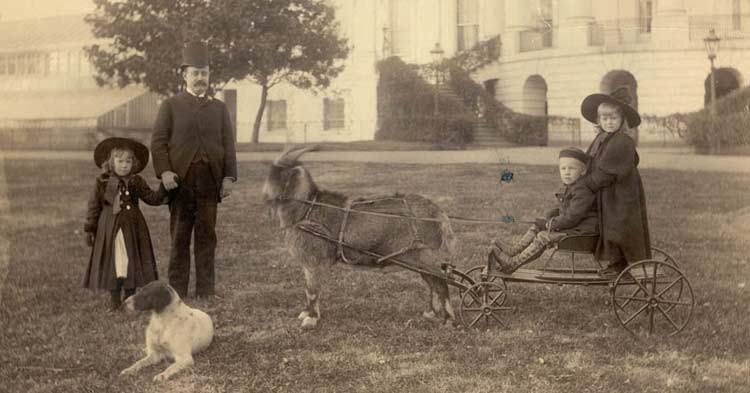 Presidential Pets