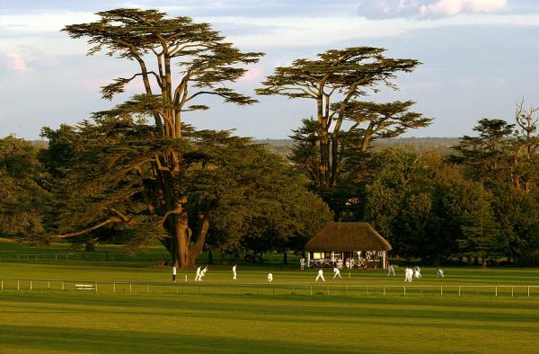 Two cedar trees with a cricket match playing in the foreground