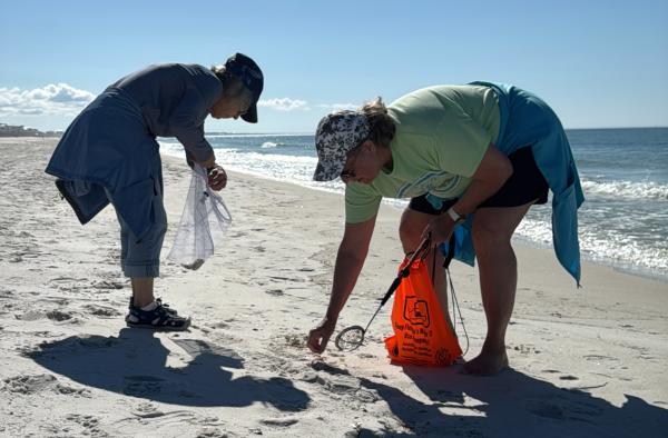 shelling on st. joe beach