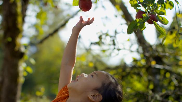 Child picking apple