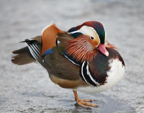 Mandarin duck